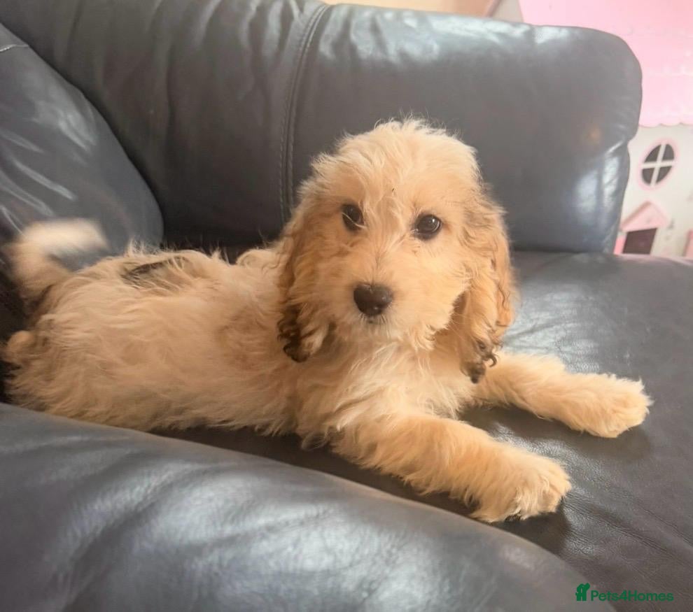 Cockapoo dogs F1 Cockapoo Puppies  - Advert 1