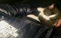 Mixed Breed cats for sale: Male kittens 10 weeks old - Image 6