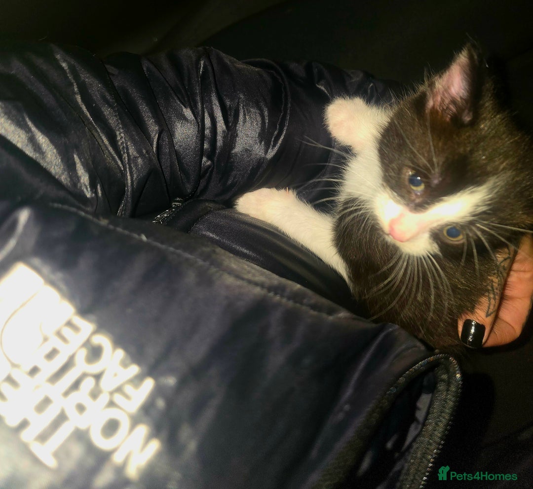 Mixed Breed cats for sale: Male kittens 10 weeks old - Image 6