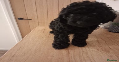 Cavapoo dogs Black cavapoo puppy  - Advert 4