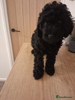 Cavapoo dogs Black cavapoo puppy - Advert 11