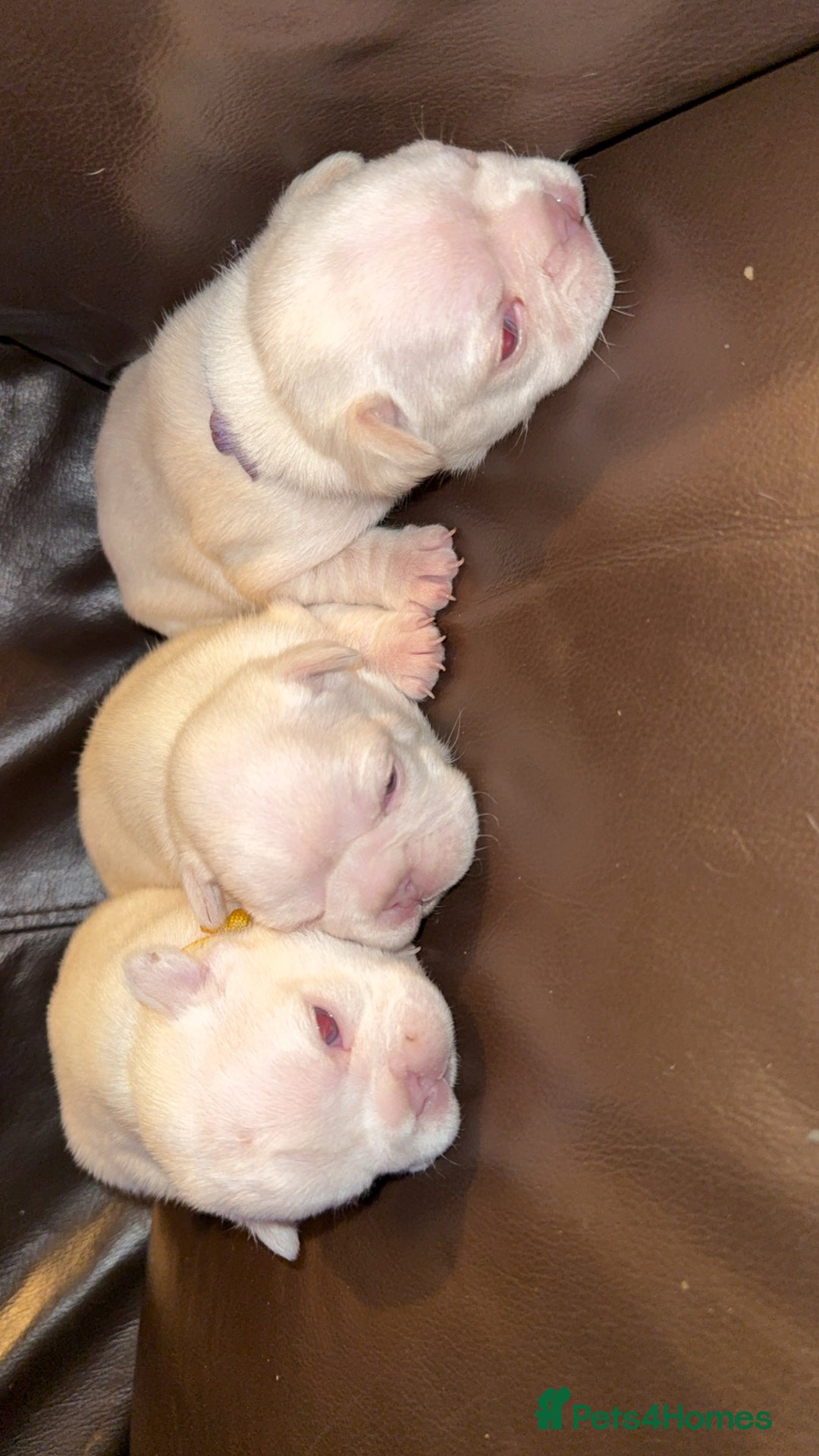 French Bulldog dogs for sale: Full fluffy new shade Isabella and tan platinum  - Advert 4