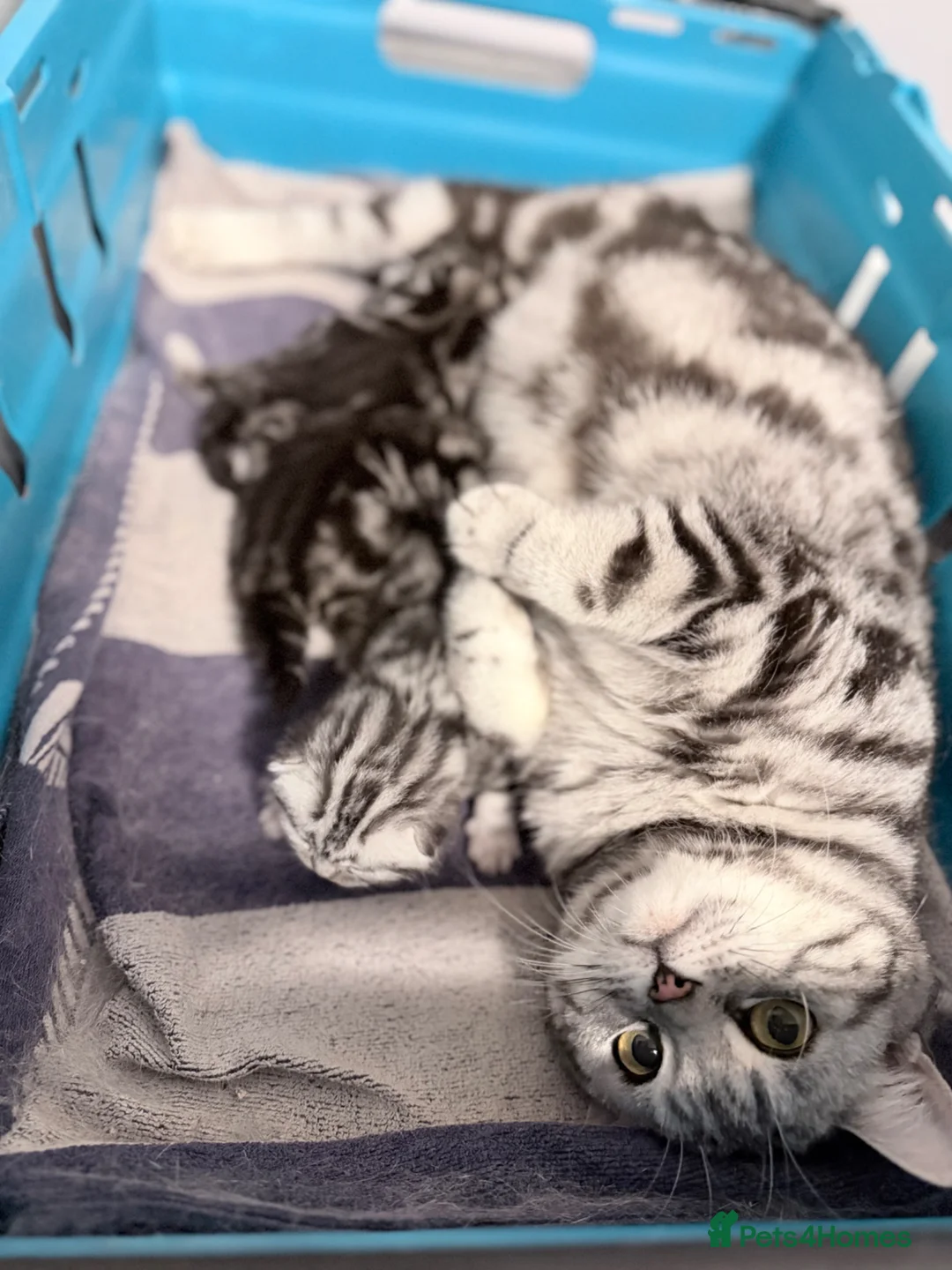 British Shorthair cats for sale: GCCF British shorthair silver tabby female kitten  - Advert 8
