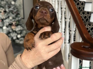 Miniature Dachshund dogs ⭐️LAST ONE⭐️KC REG Miniature Dachshund puppies - Advert 15