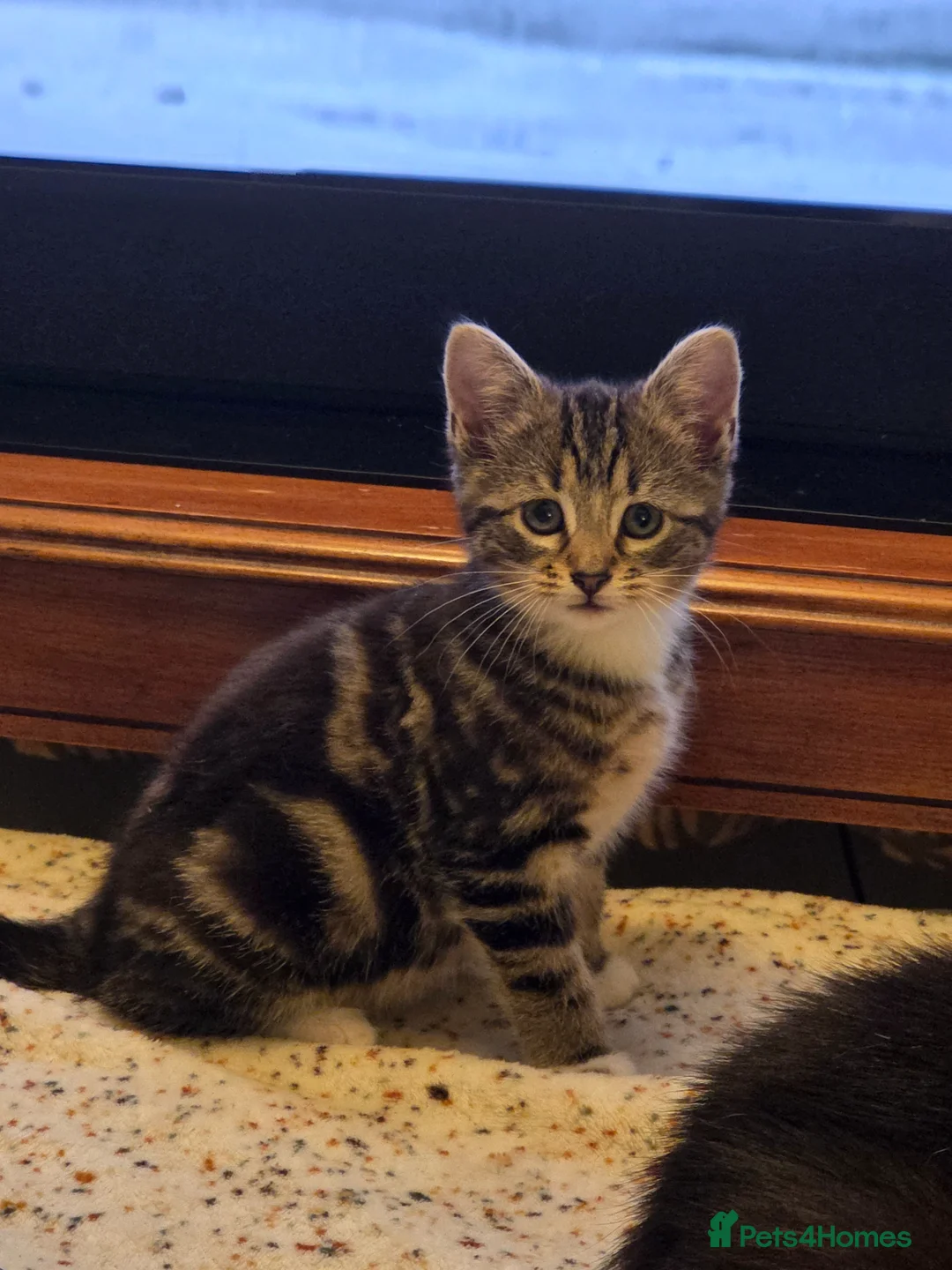 Mixed Breed cats for sale: 2 little girls  - Advert 2