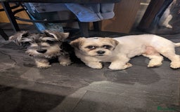 Shih Tzu dogs for sale: Duggee - Image 2