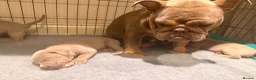 Mixed Breed dogs for sale: Beautiful Bullmaraner Puppies x 5  - Advert 14