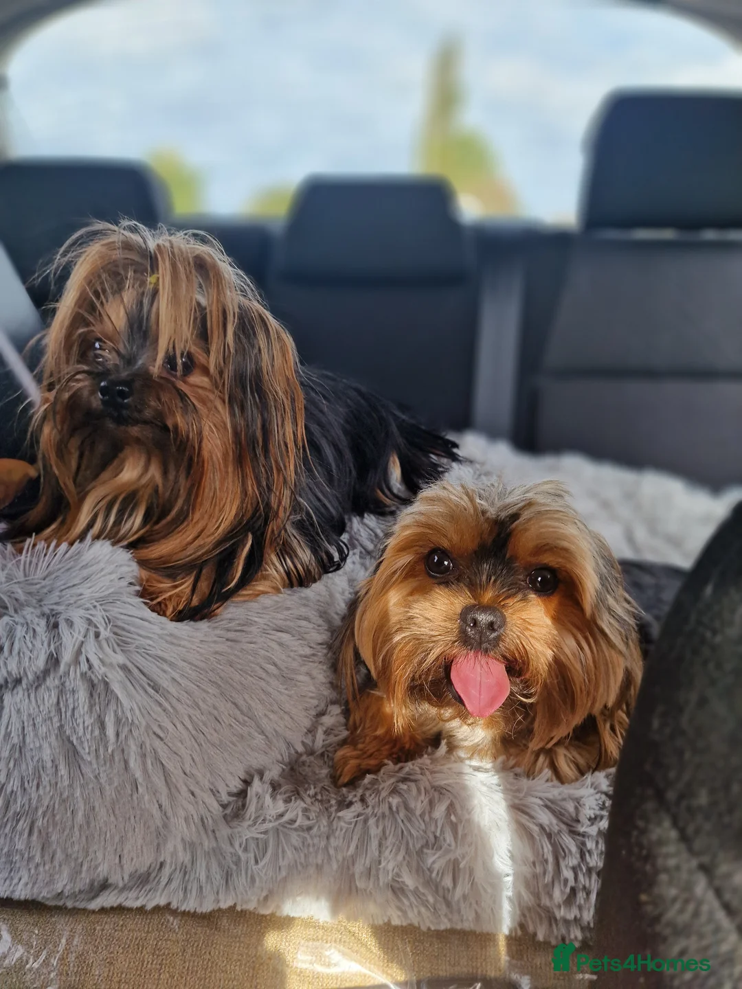 Yorkshire Terrier dogs for sale: Adorable Mini Yorkie Puppies - 2 Girls 1 Boy - Advert 1