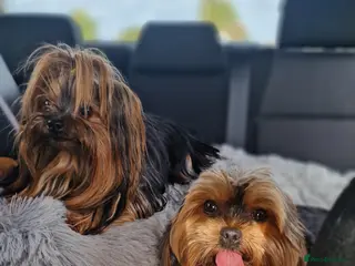 Yorkshire Terrier dogs Adorable Mini Yorkie Puppies - 2 Girls 1 Boy - Advert 2