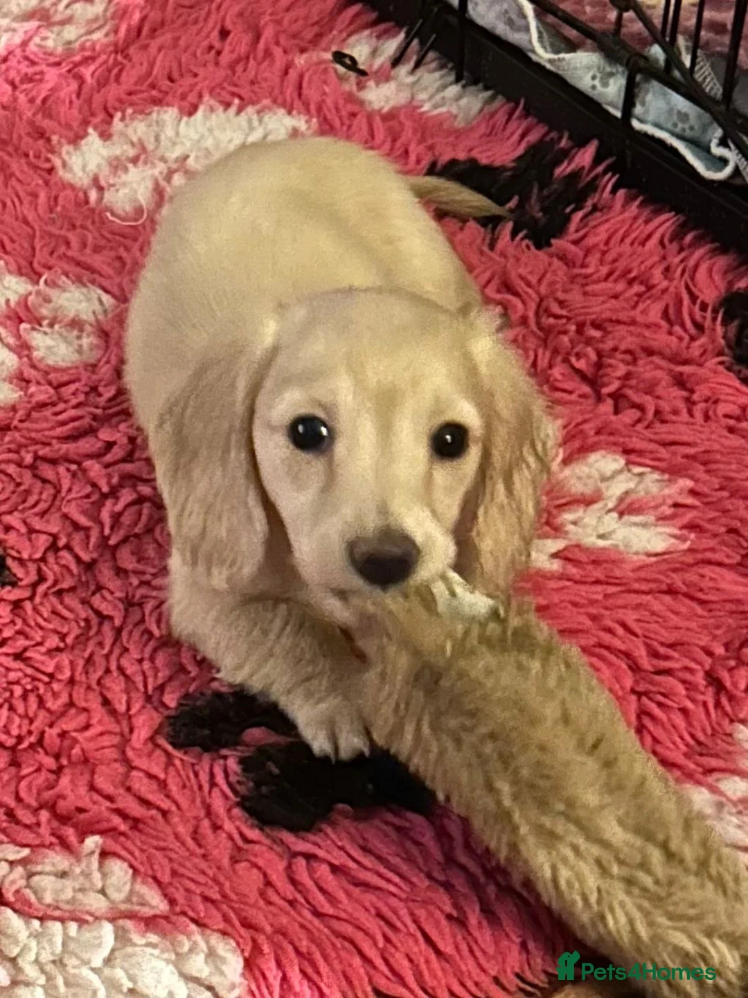 Miniature Dachshund dogs for stud: ee Cream Longhaired Miniature Dachshund for Stud in Helensburgh - Advert 11