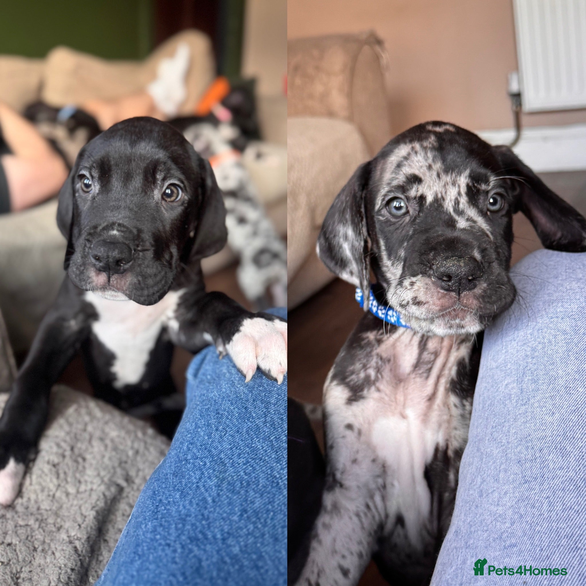 Great Dane dogs KC registered Great Dane pups - Advert 6