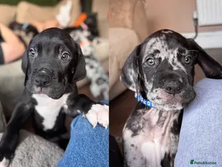 Great Dane dogs KC registered Great Dane pups - Advert 6