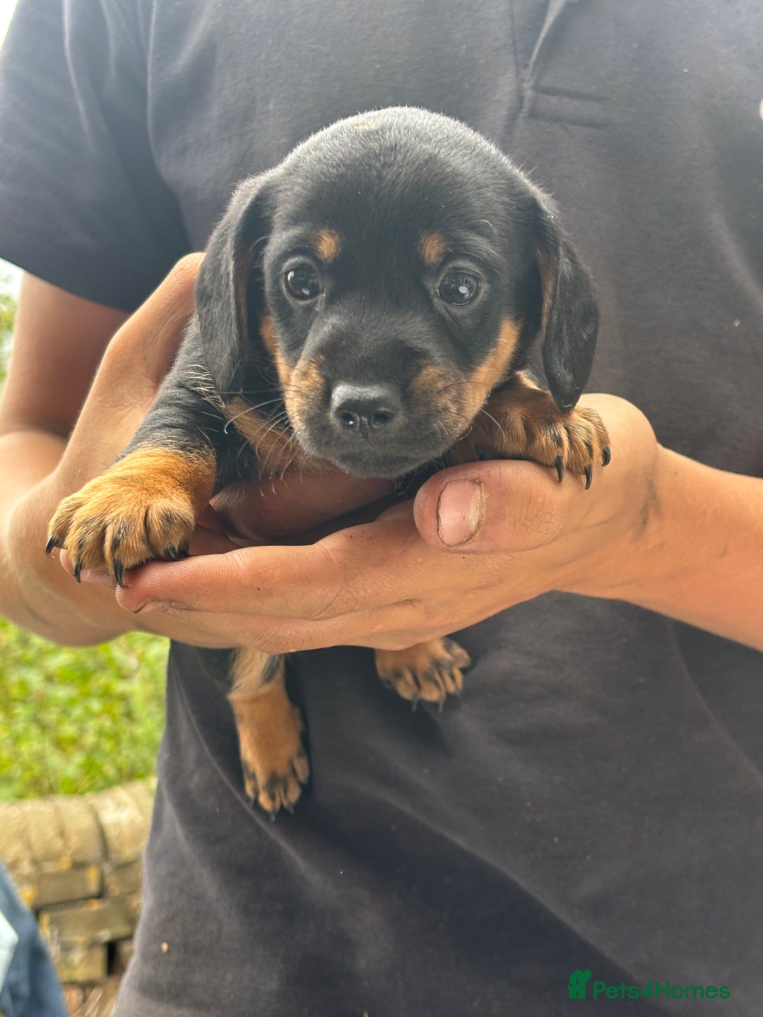 Mixed Breed dogs for sale: Jack Russell x Dachshund - Image 11