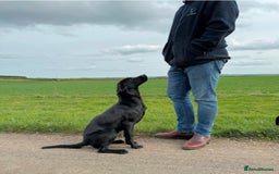 Labrador Retriever dogs for sale: Pick of the litter Male Labrador - Image 2