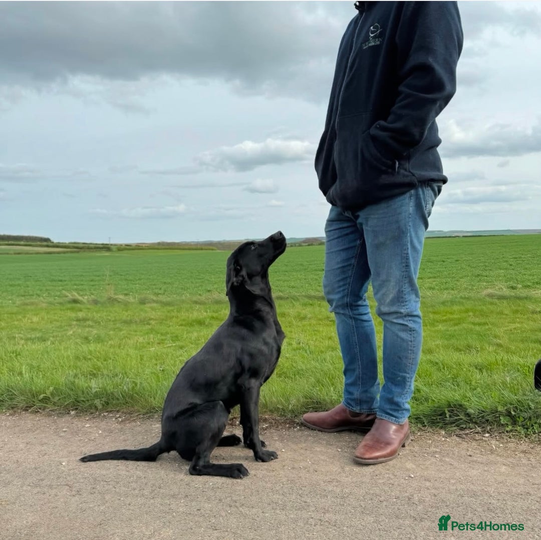 Labrador Retriever dogs for sale: Pick of the litter Male Labrador - Image 2