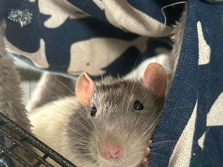 Rat rodents for sale: Brother rats - cuddly and cute - kid handled - Advert 1