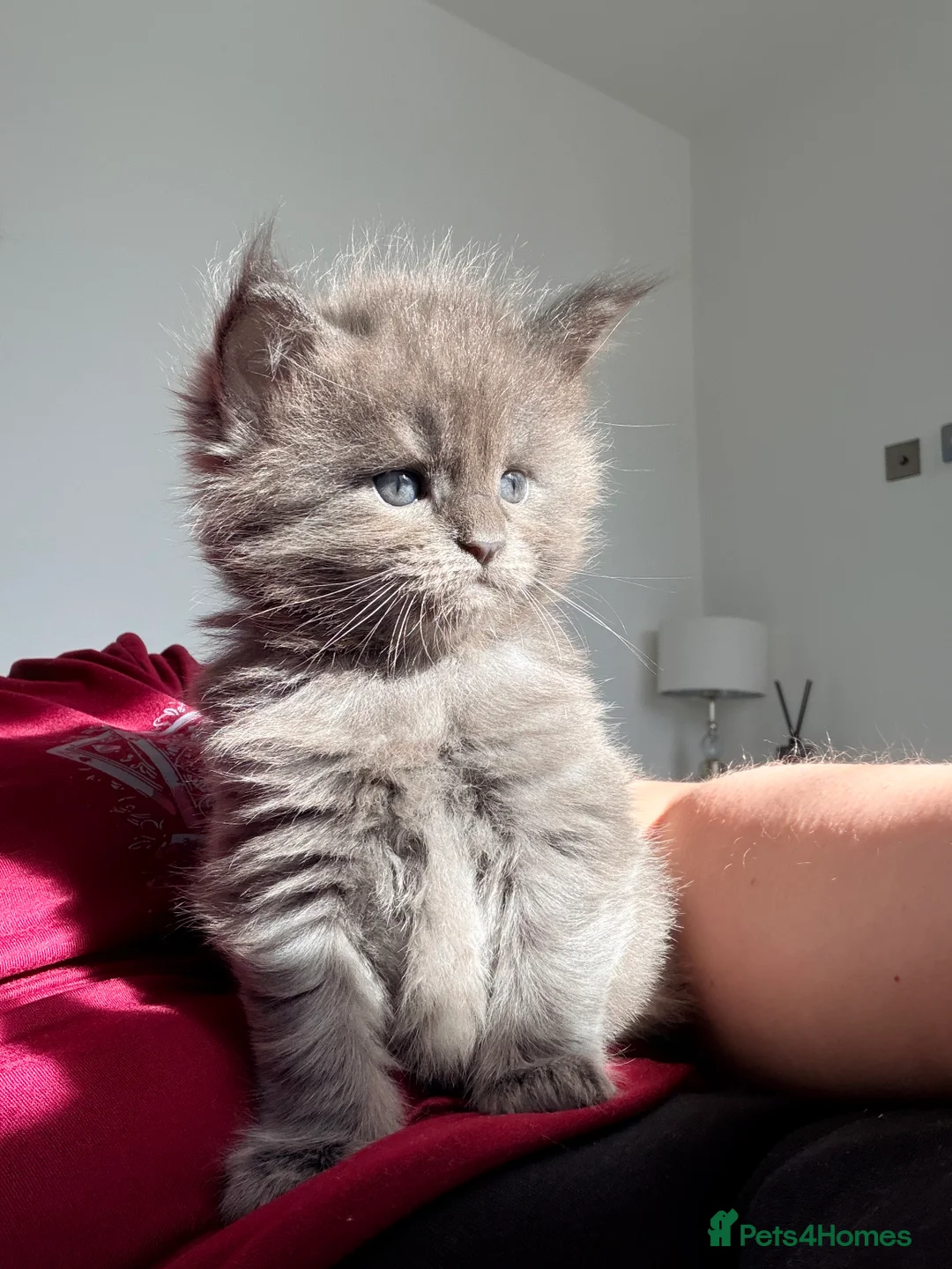 Gallery Image {{count}}