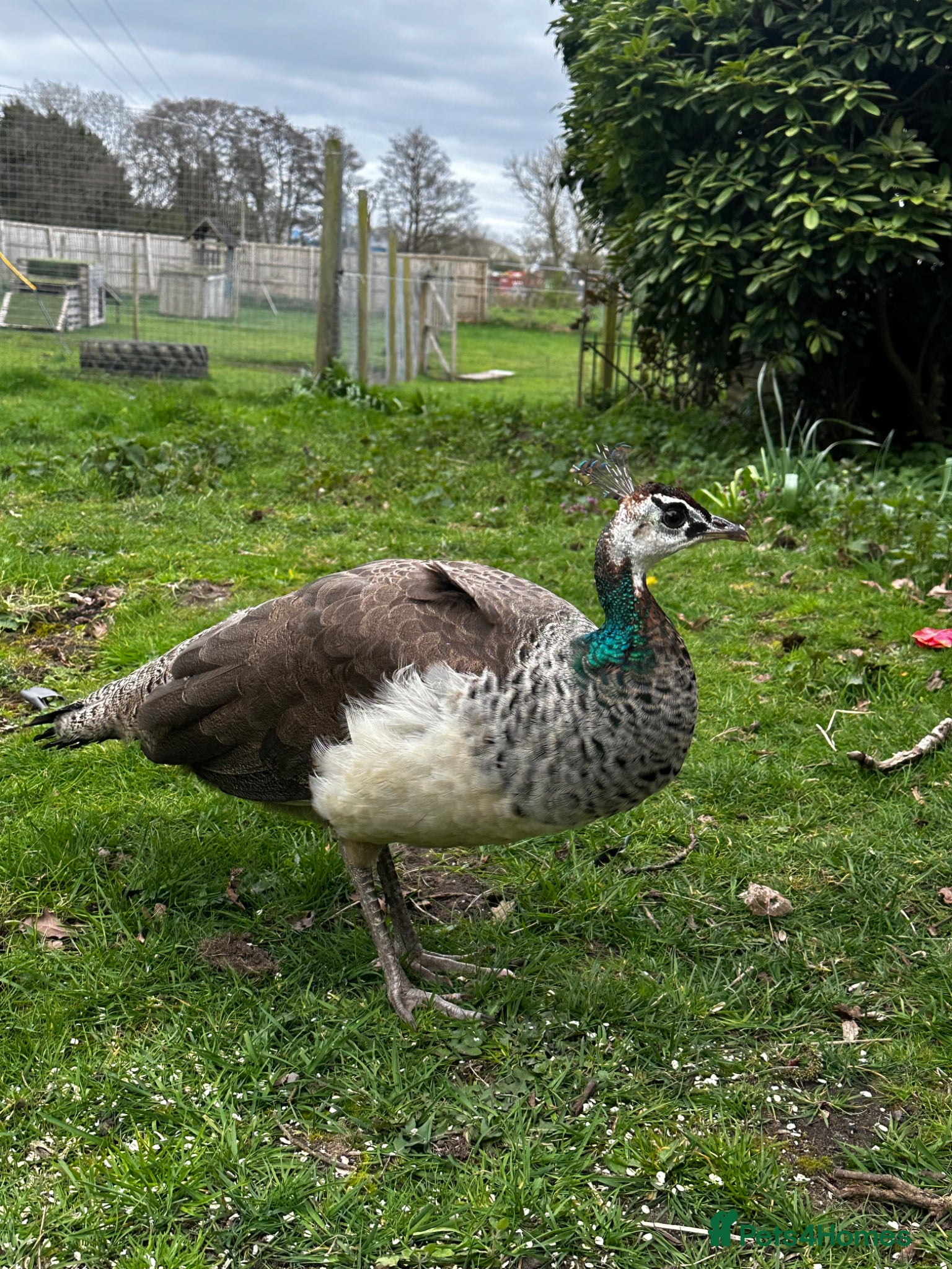 Peafowl poultry Beautiful 1 year old peahen for sale  - Advert 1