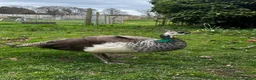 Peafowl poultry for sale: Beautiful 1 year old peahen for sale  in Whitchurch - Advert 1