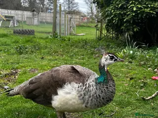 Peafowl poultry Beautiful 1 year old peahen for sale - Advert 1