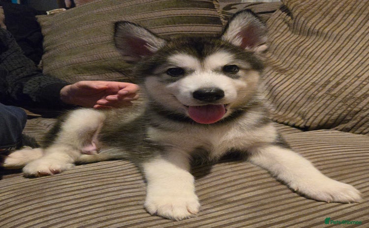 Alaskan Malamute dogs in Birmingham - Advert 1