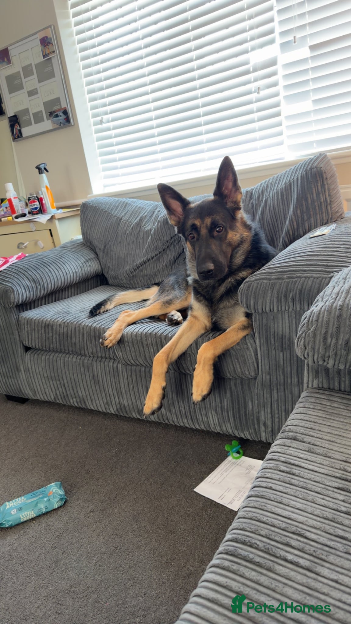 German Shepherd dogs Lovely German Shepherd for sale - Advert 3