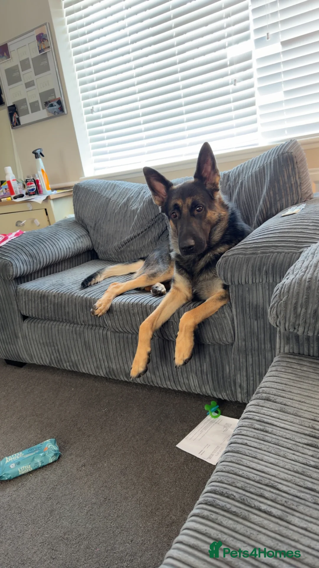 German Shepherd dogs for sale: Lovely German Shepherd for sale - Advert 1
