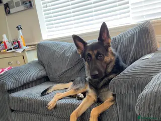 German Shepherd dogs Lovely German Shepherd for sale - Advert 1