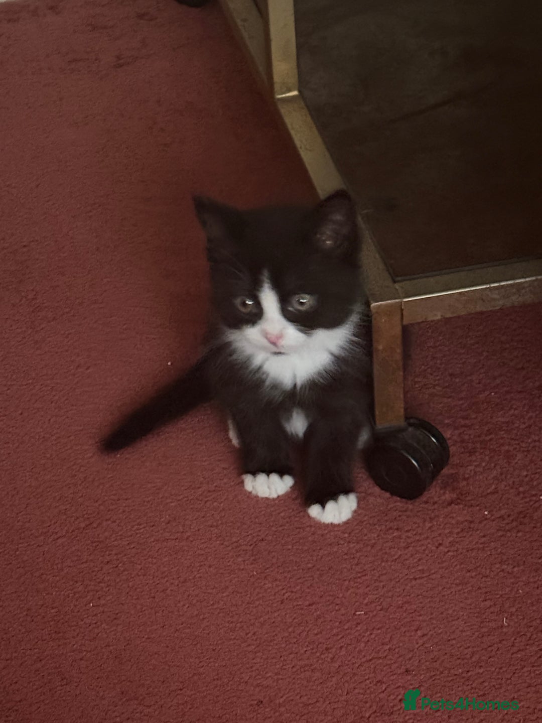 Mixed Breed cats for sale: Fluffy half Persian kitten - Image 4