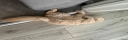 British Longhair cats for sale: Aslan - GCCF show prospect - Advert 7
