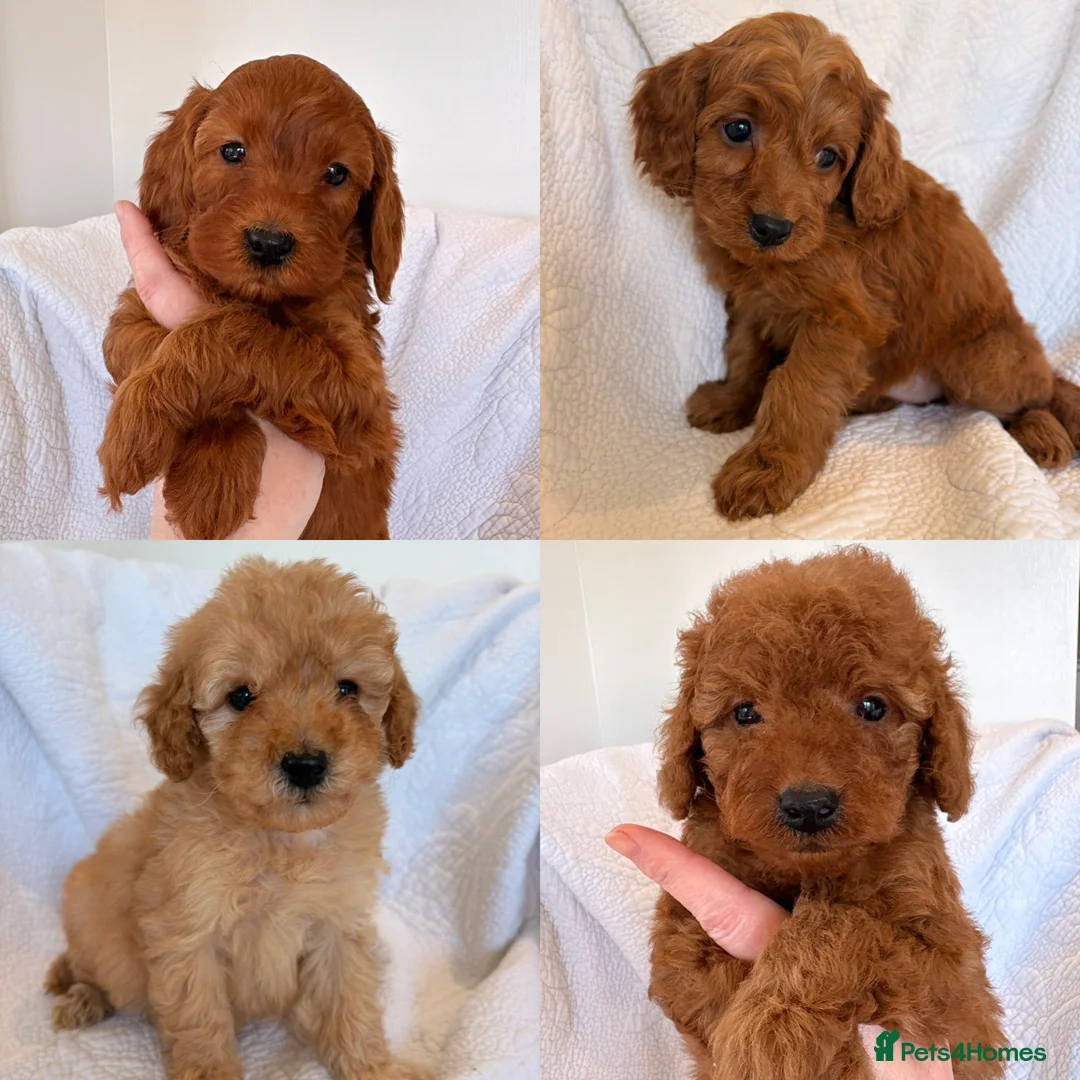 Cockapoo dogs for sale: LICENSED BREEDER QUALITY HEALTH TESTED COCKAPOOS - Advert 1