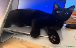 Mixed Breed cats for sale: Ragdoll X & Black kittens for sale.  - Image 3