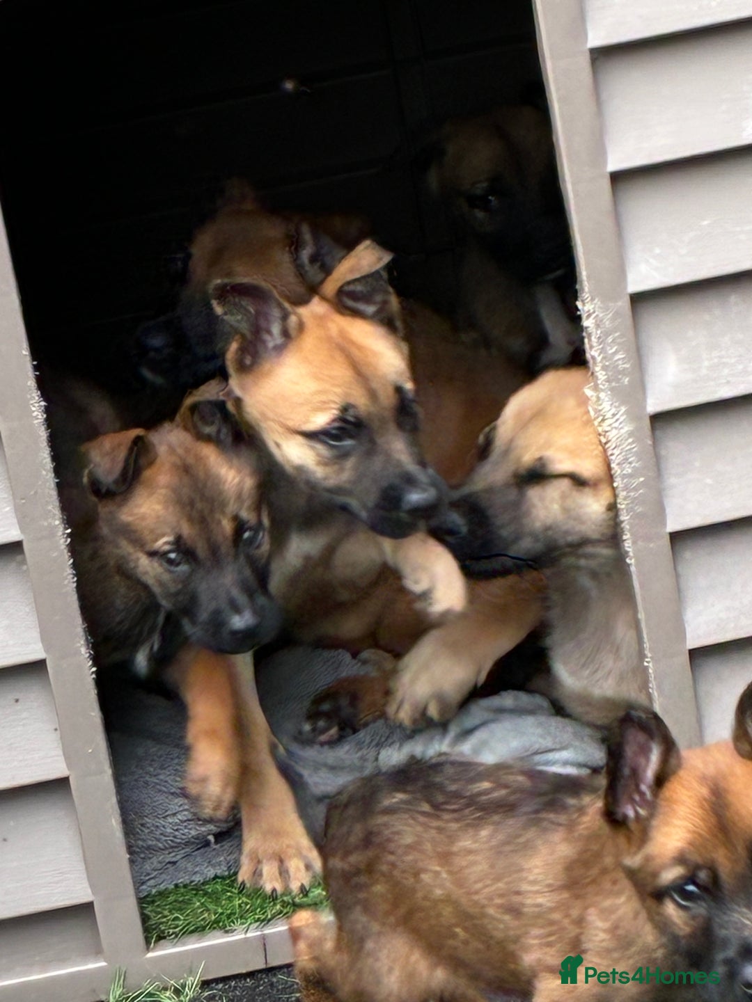 German Shepherd dogs for sale: Belgian Malinois  - Image 5