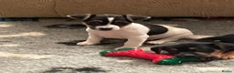 Jack Russell dogs for sale: Jack Russell puppies 8 weeks old - Advert 8