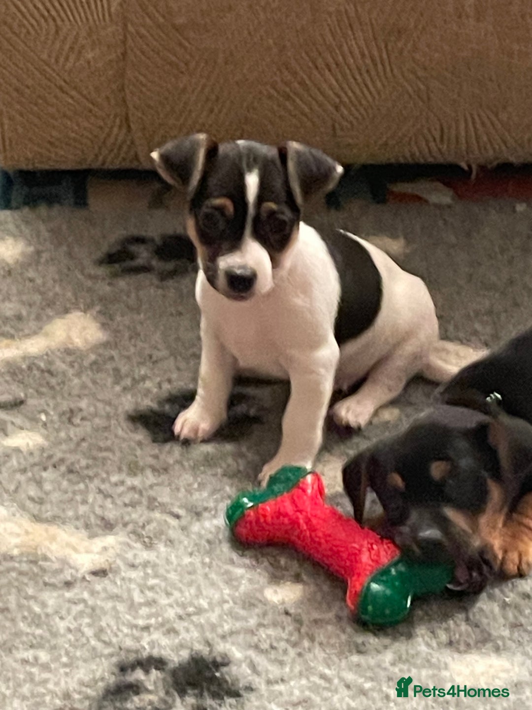 Jack Russell dogs for sale: Jack Russell puppies 8 weeks old - Advert 8