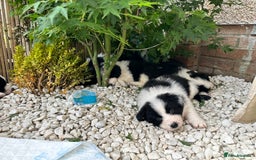 Border Collie dogs for sale: Dylan /Dill - ONLY 4 LEFT International Champion blood line - Image 14
