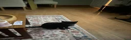Mixed Breed cats for sale: Three beautuful & playful kittens - Advert 11