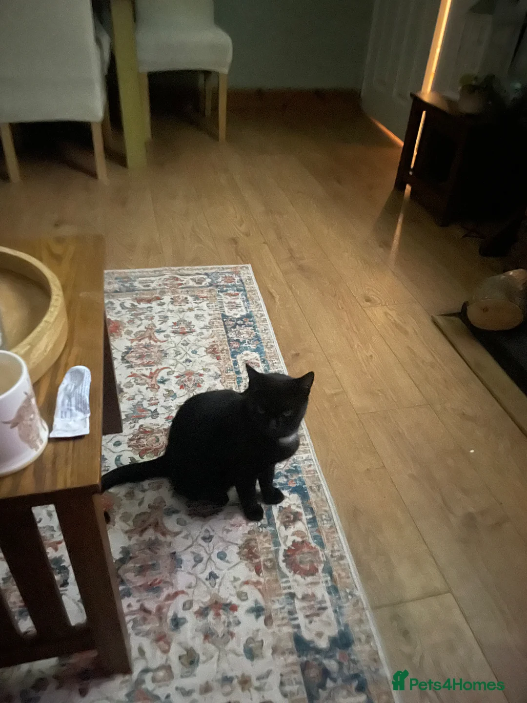 Mixed Breed cats for sale: Three beautuful & playful kittens - Advert 11