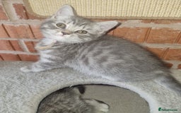 British Shorthair cats for sale: British shorthair  - Image 8
