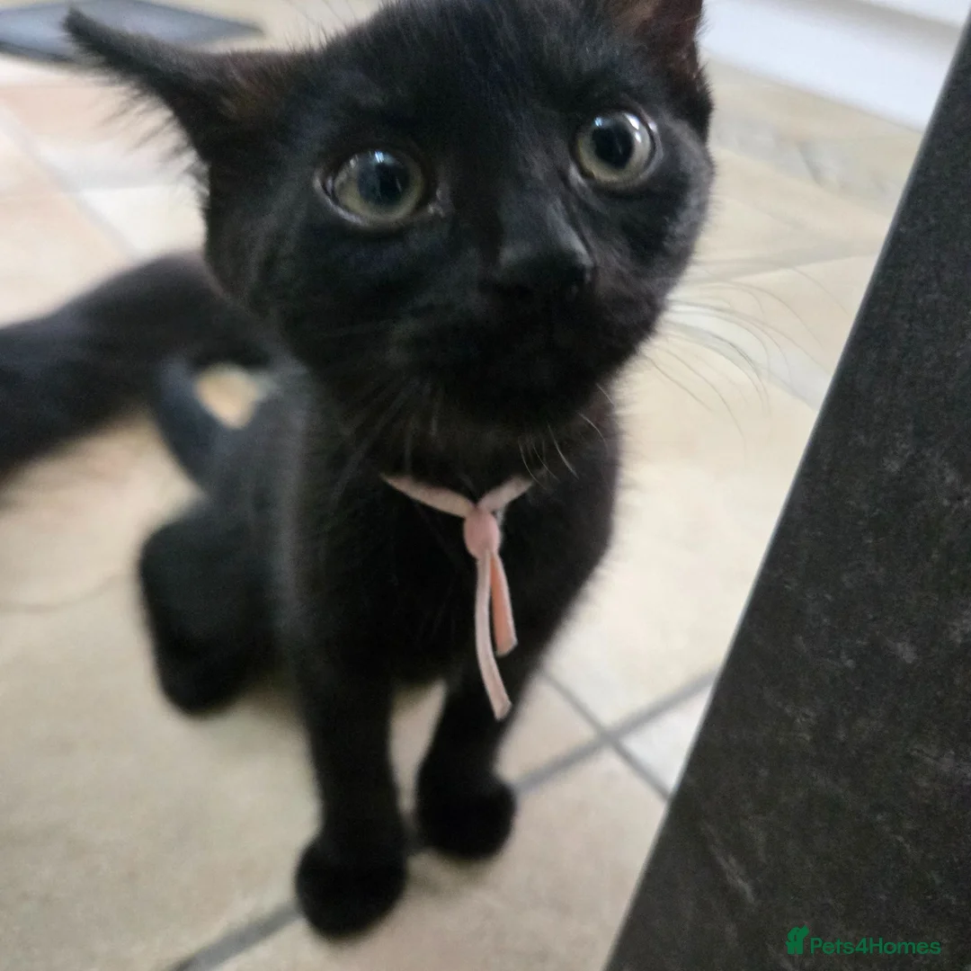 Mixed Breed cats for sale: Three Super-Fluffy Black Kittens Ready Now 🐾 - Advert 1
