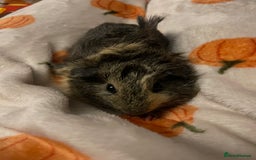 Guinea Pig rodents for sale: Fluffy and sweet Baby guinea pig  - Image 4