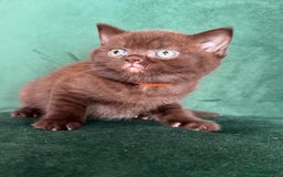 British Shorthair cats for sale: 2 beautiful BritishShorthair Colourpointed❤️‍🔥💝  - Image 12