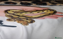 Snake reptiles for sale: 7 ball pythons inc rack - Image 5