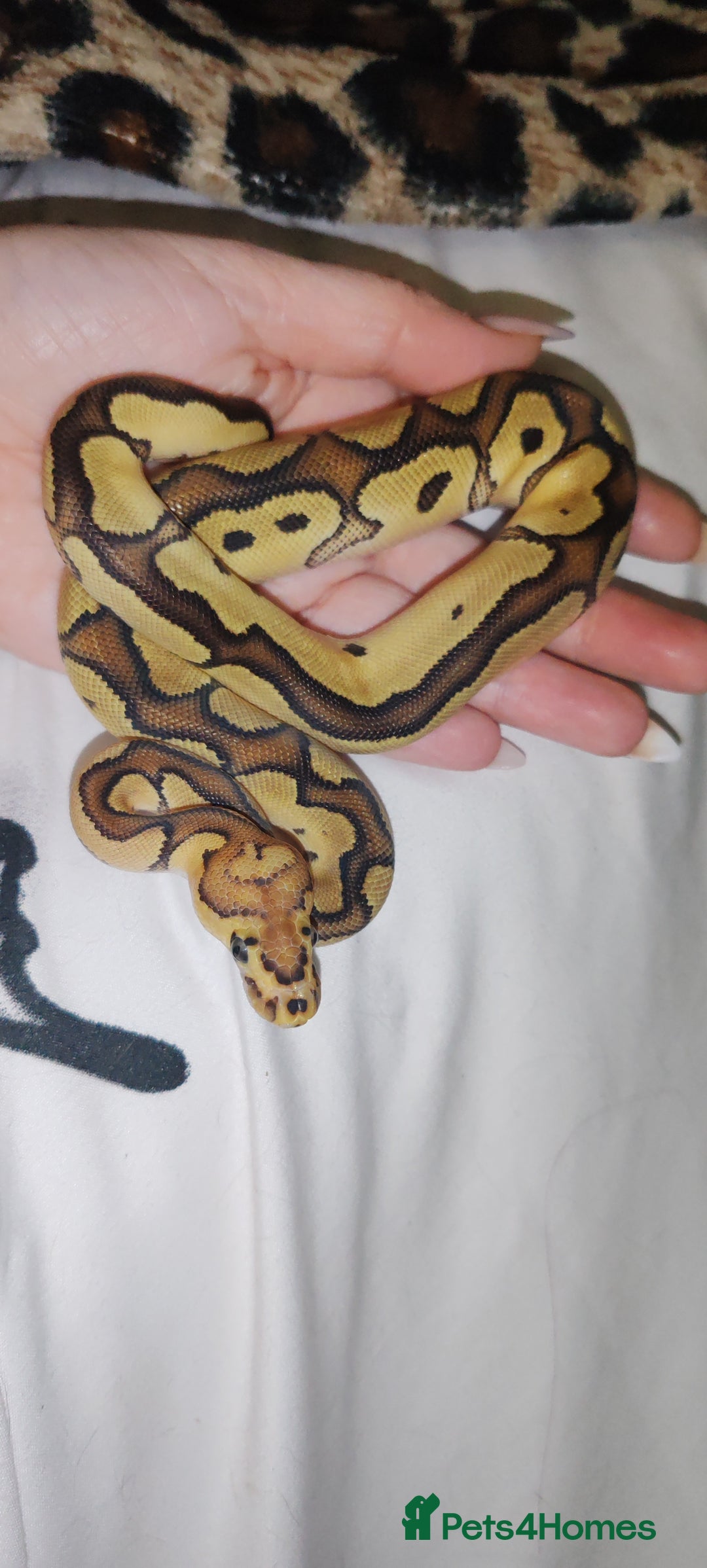 Snake reptiles for sale: 7 ball pythons inc rack - Image 5