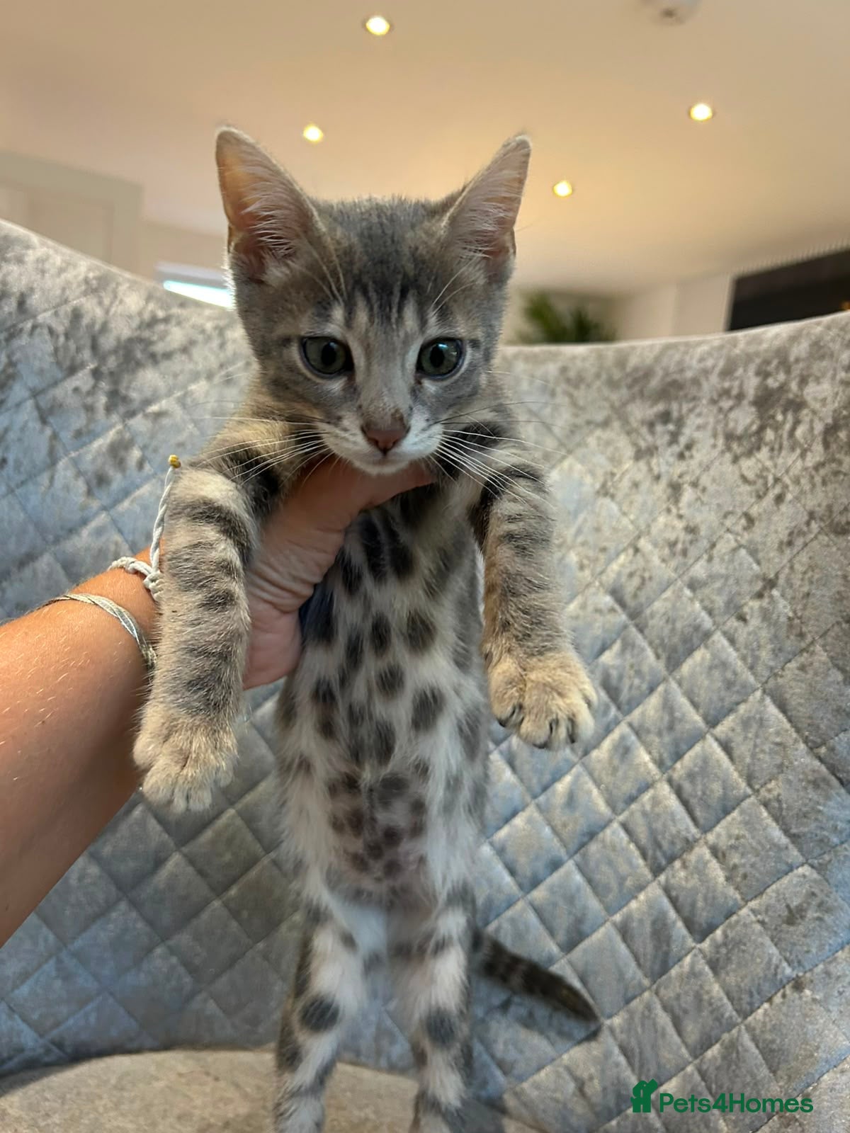 Bengal cats 💙 Beautiful Blue Bengal Female Kitten Ready Now! - Advert 2