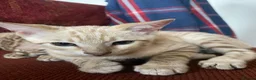 Bengal cats for sale: Tica registered snow Bengal kittens for sale - Advert 4