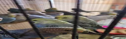 Budgerigars birds for sale: Baby buddies for sale - Advert 5