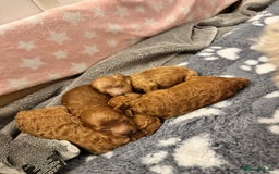 Toy Poodle dogs for sale: KC Registered Red Toy Poodle Puppies - Image 7
