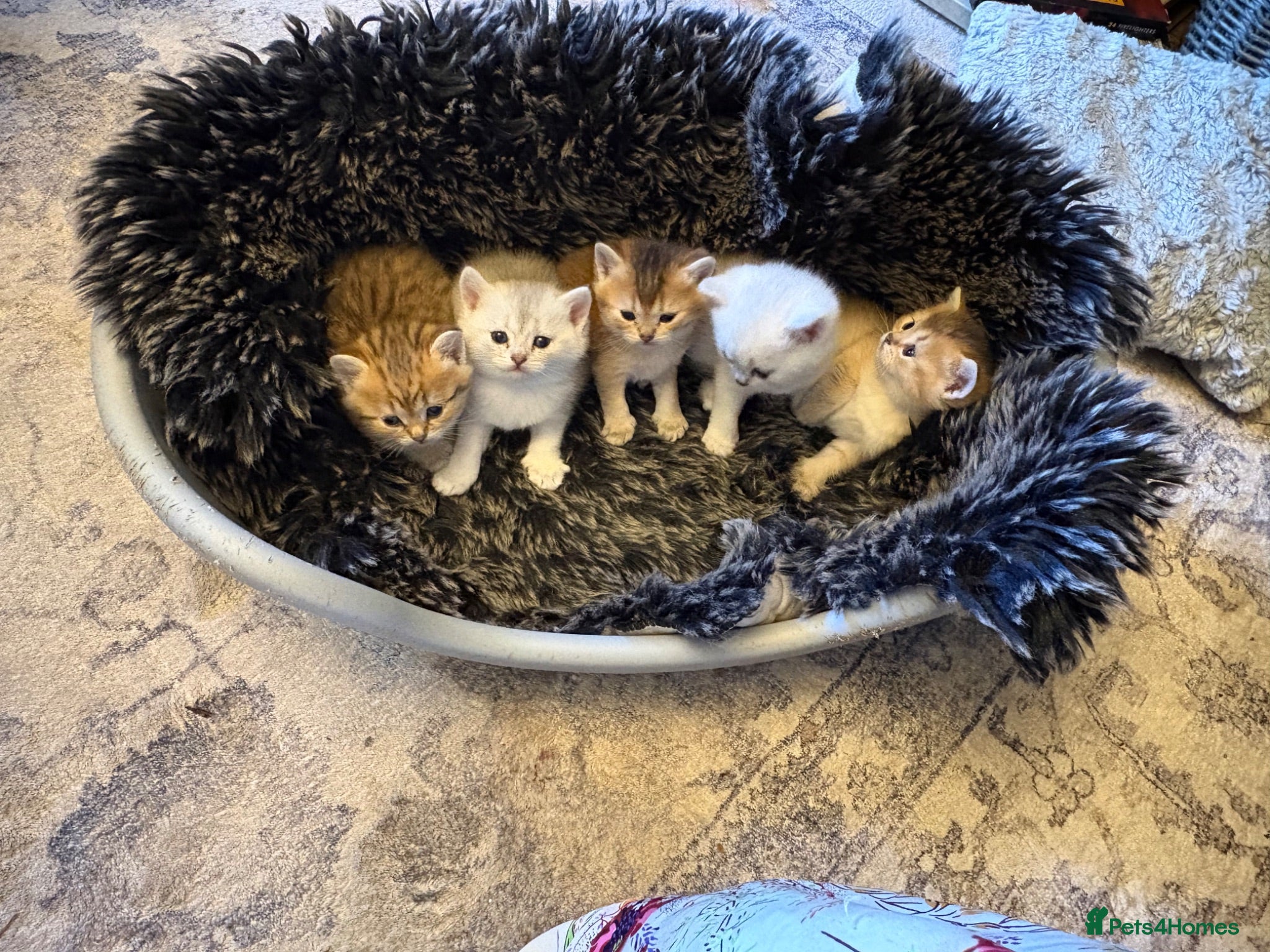 British Shorthair cats Exquisite litter of rare silver and golden bsh. - Advert 1