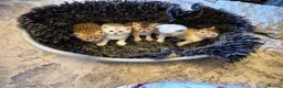 British Shorthair cats for sale: Exquisite litter of rare silver and golden bsh. - Advert 1